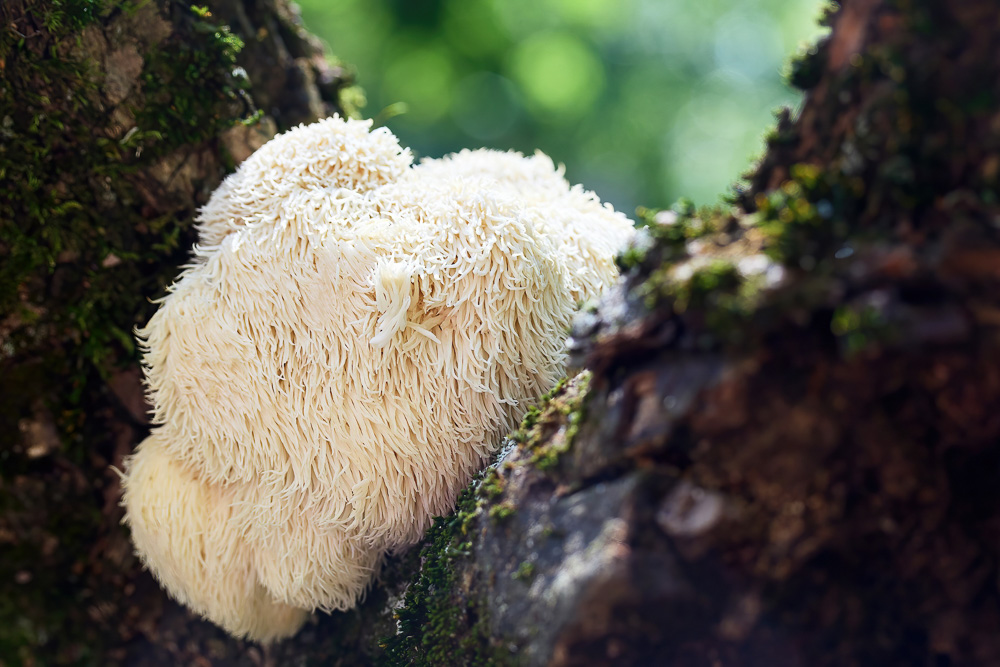 Lion's mane ehk lõvilakk
